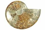 Polished Ammonite (Cleoniceras) Fossil - Madagascar #266769-1